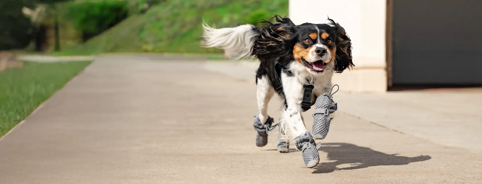 Style and Comfort for Every Dog